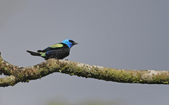 Stilpnia cyanicollis