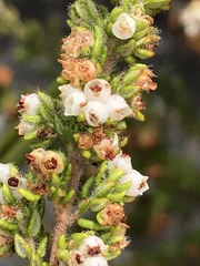 Erica hispidula