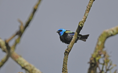 Stilpnia cyanicollis