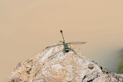 Austrogomphus australis