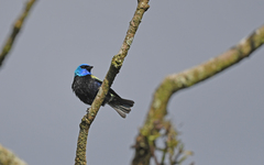 Stilpnia cyanicollis