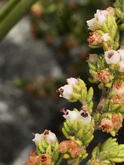 Erica hispidula