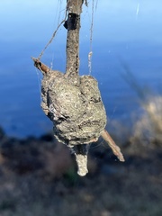 Callirhytis quercuspunctata