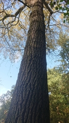 Acer pseudoplatanus