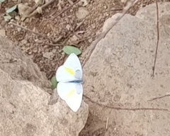 Colotis halimede