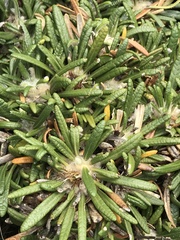 Oldenburgia paradoxa