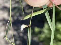 Sphinctospermum constrictum
