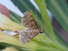 Dolicharthria daralis