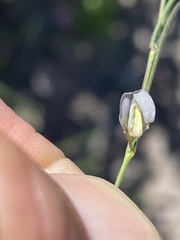 Sphinctospermum constrictum