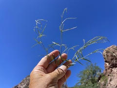 Sphinctospermum constrictum