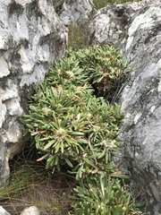 Oldenburgia paradoxa