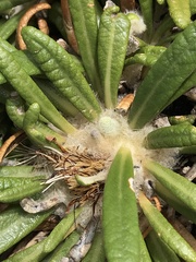 Oldenburgia paradoxa