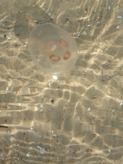 Aurelia aurita