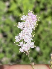 Boerhavia xantii