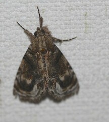 Zalissa catocalina