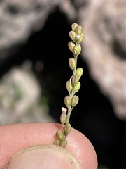 Boerhavia xantii