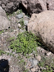 Boerhavia xantii