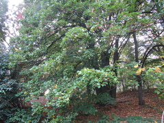 Tilia americana caroliniana
