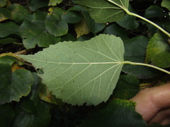 Tilia americana caroliniana