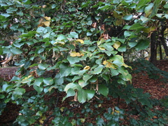 Tilia americana caroliniana