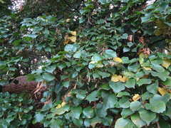 Tilia americana caroliniana