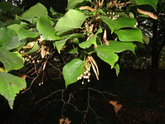 Tilia americana caroliniana