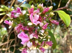 Pereskia grandifolia