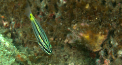 Ostorhinchus compressus