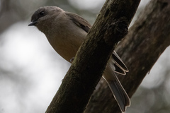Pachycephala fuliginosa