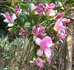 Pereskia grandifolia