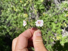 Commicarpus brandegeei