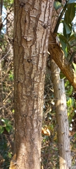 Pereskia grandifolia