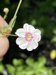 Commicarpus brandegeei