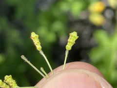 Commicarpus brandegeei