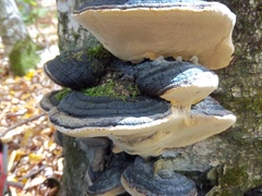 Phellinus lundellii