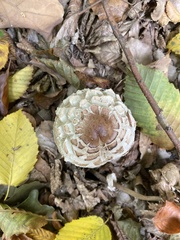 Chlorophyllum rhacodes