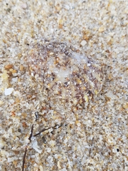 Calliactis parasitica