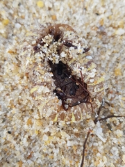 Calliactis parasitica