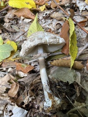 Chlorophyllum rhacodes