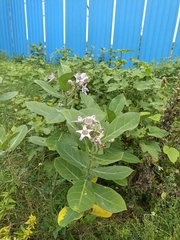 Calotropis