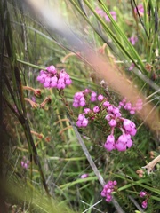 Erica cubica