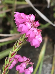 Erica cubica