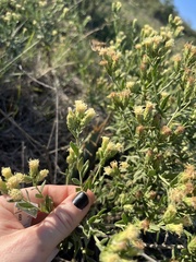 Eupatorieae