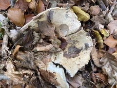 Russula brevipes