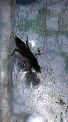 Gryllotalpa