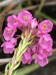Erica cubica