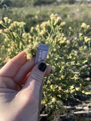 Eupatorieae