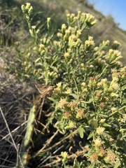 Eupatorieae