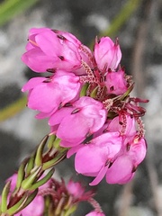 Erica cubica