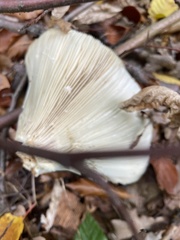 Russula brevipes